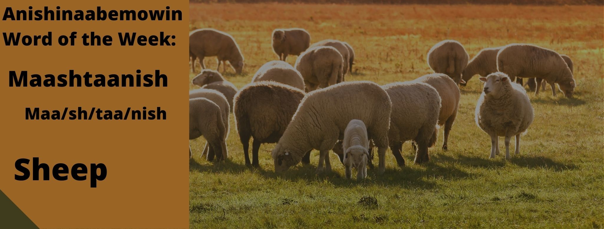 Anishinaabemowin Word of the Week Maashtaanish Sheep