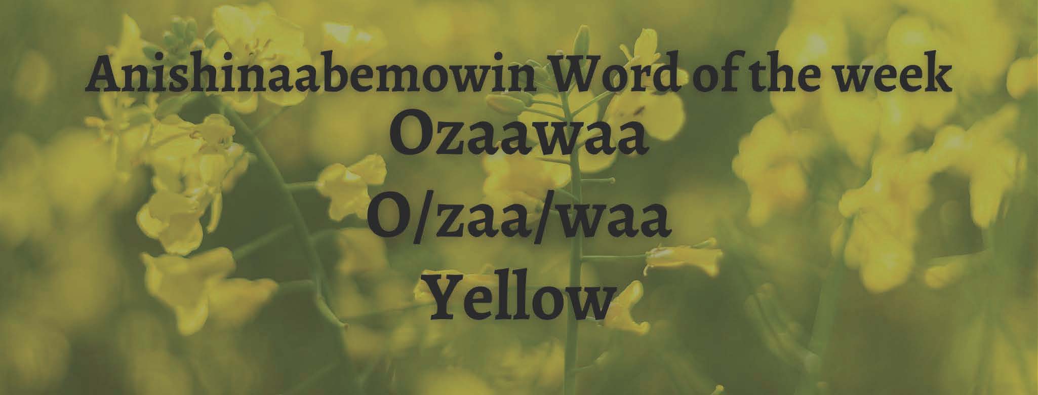 Anishinaabemowin Word of the week Ozaawaa Yellow