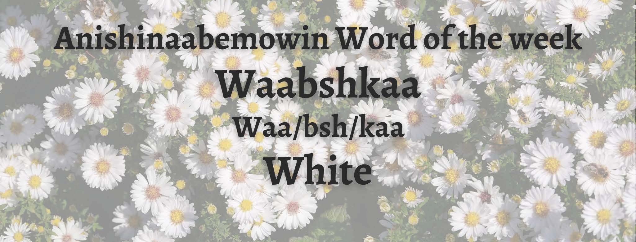 Anishinaabemowin Word of the week Waabshkaa